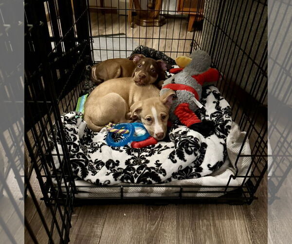 Medium Photo #24 Siberian Husky-Unknown Mix Puppy For Sale in Fargo, ND, USA