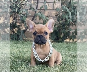 French Bulldog Puppy for sale in LAS VEGAS, NV, USA