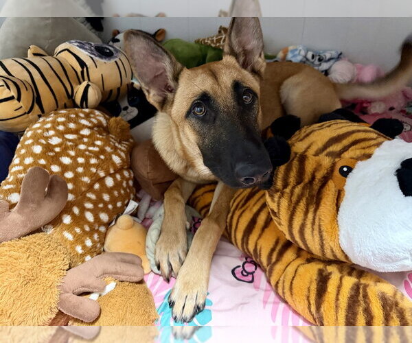 Medium Photo #1 German Shepherd Dog-Unknown Mix Puppy For Sale in Imlay City, MI, USA