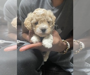 Maltipoo Puppy for sale in CHARLOTTE, NC, USA