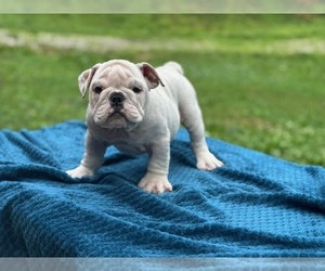 English Bulldog Puppy for sale in POWHATAN, VA, USA