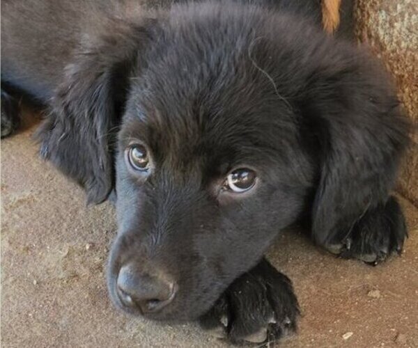Medium Photo #1 German Shepherd Dog-Golden Retriever Mix Puppy For Sale in MODESTO, CA, USA