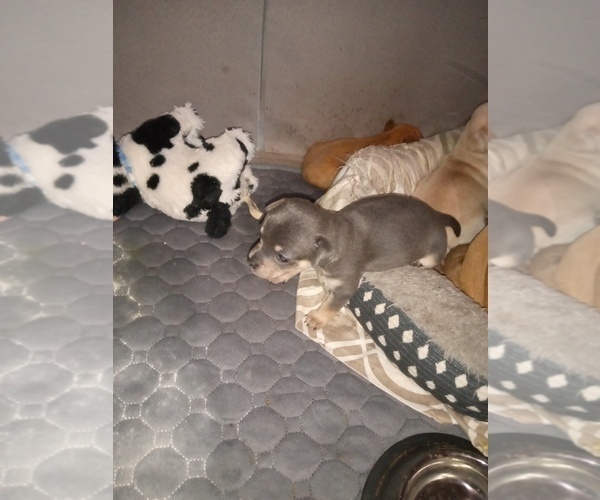 Medium Photo #1 Chihuahua Puppy For Sale in SHALLOTTE, NC, USA