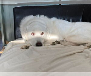 Darby - Male Great Pyrenees Dog for Adoption - Photo #8