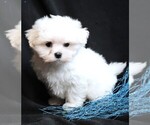 Small Photo #3 Maltese Puppy For Sale in ROCK VALLEY, IA, USA