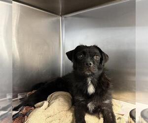 Pekingese-Unknown Mix Dogs for adoption in San Antonio, TX, USA