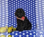 Small Photo #1 Miniature Labradoodle Puppy For Sale in QUARRYVILLE, PA, USA