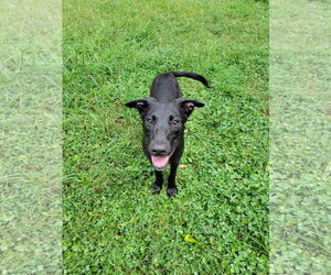 Huskies -Labrador Retriever Mix Dogs for adoption in McDonough, GA, USA