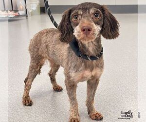 Glinda - Female Aussiedoodle Miniature  Dog for Adoption - Photo #2