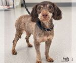 Small Photo #2 Aussiedoodle Miniature  Puppy For Sale in Washington, DC, USA