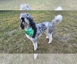 Small Photo #1 Poodle (Standard) Puppy For Sale in HAVANA, IL, USA