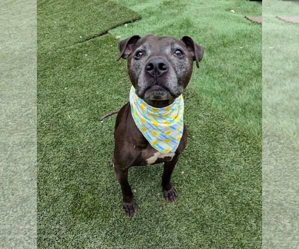 Medium Photo #2 American Pit Bull Terrier-Unknown Mix Puppy For Sale in Calhoun, GA, USA