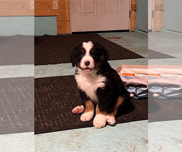Medium Photo #2 Bernese Mountain Dog Puppy For Sale in SUPERIOR, WI, USA