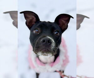 Boston Terrier-Unknown Mix Dogs for adoption in West Cornwall, CT, USA