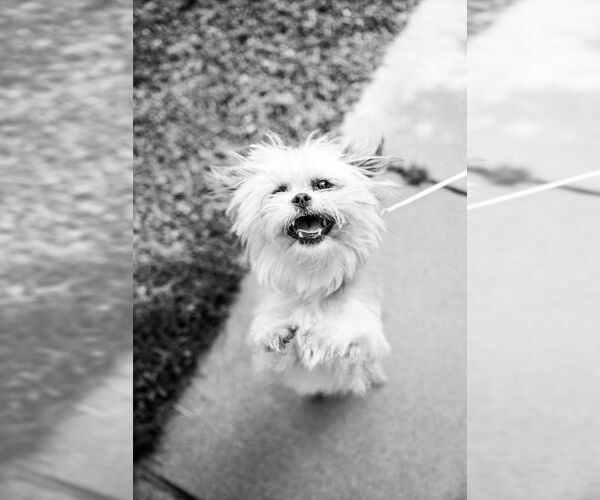 Medium Photo #2 Brussels Griffon-Unknown Mix Puppy For Sale in Plymouth, MN, USA