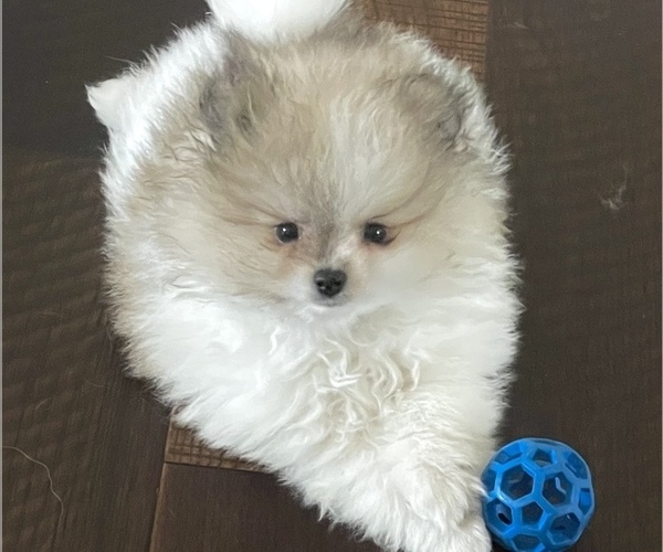 Medium Photo #1 Pomeranian Puppy For Sale in LYONS, GA, USA