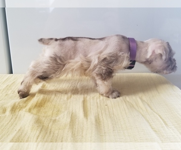 Medium Photo #3 Schnauzer (Miniature) Puppy For Sale in CANBY, OR, USA