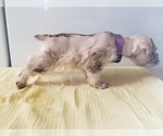 Small Photo #3 Schnauzer (Miniature) Puppy For Sale in CANBY, OR, USA