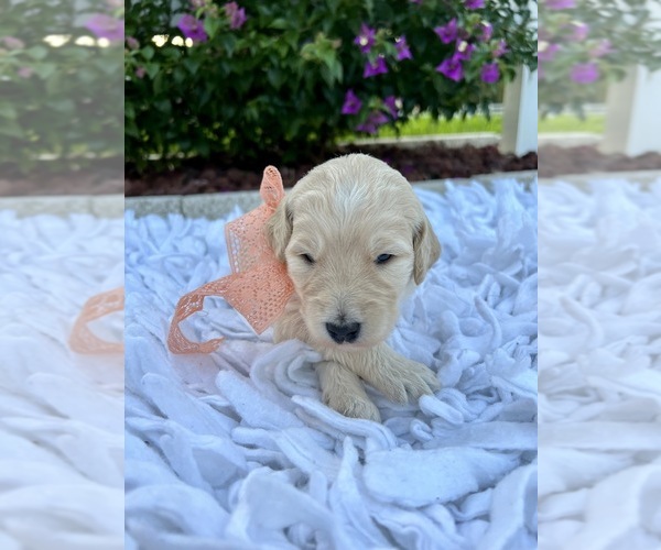 Medium Photo #1 Goldendoodle Puppy For Sale in ORLANDO, FL, USA