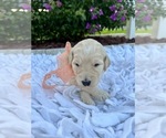 Small Photo #1 Goldendoodle Puppy For Sale in ORLANDO, FL, USA