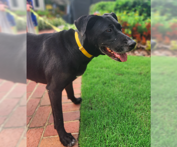 Medium Photo #4 Mutt Puppy For Sale in Decatur, GA, USA