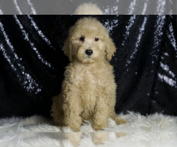 Medium Photo #55 Goldendoodle (Miniature) Puppy For Sale in WARSAW, IN, USA