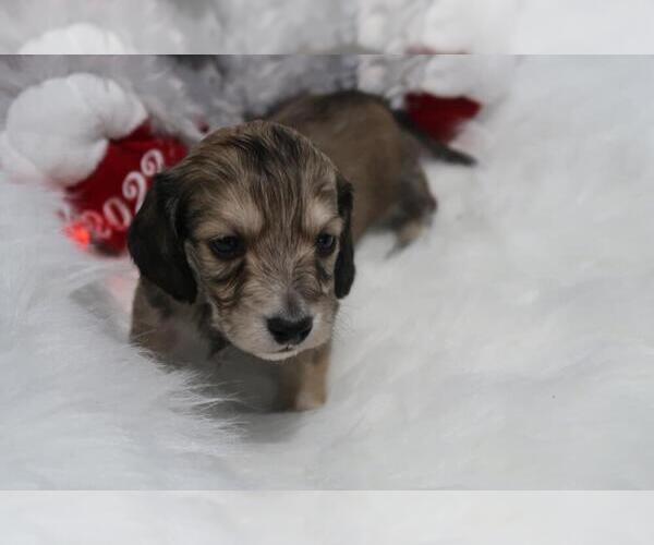 Medium Photo #2 Dachshund Puppy For Sale in HAWESVILLE, KY, USA