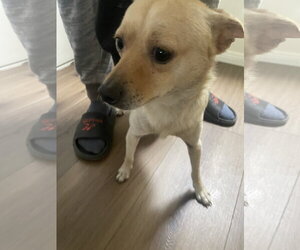Chihuahua Dogs for adoption in San Diego, CA, USA