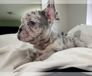 French Bulldog Puppy for sale in WINCHESTER, CA, USA