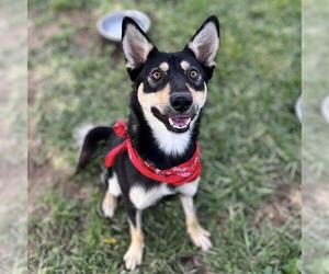 German Shepherd Dog-Siberian Husky Mix Dogs for adoption in Modesto, CA, USA