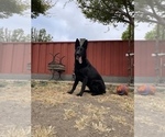 Small #36 German Shepherd Dog