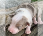Small Photo #8 Australian Shepherd Puppy For Sale in LYNN, IN, USA