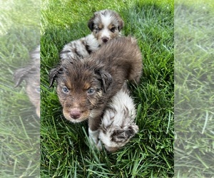 Australian Shepherd Puppy for sale in RICHMOND, KY, USA