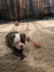 Olde English Bulldogge Puppy for sale in GILLETTE, WY, USA