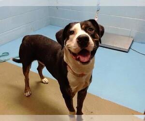 American Pit Bull Terrier-Unknown Mix Dogs for adoption in Moreno Valley, CA, USA