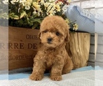 Small Photo #4 Poodle (Toy) Puppy For Sale in SAN MATEO, CA, USA