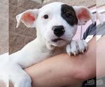 Small #3 Labrador Retriever Mix