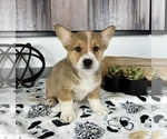 Small #2 Pembroke Welsh Corgi