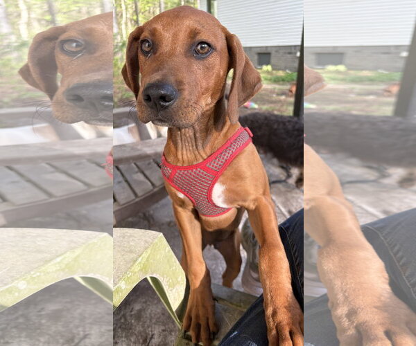 Medium Photo #1 Mutt Puppy For Sale in Mount Pleasant, SC, USA