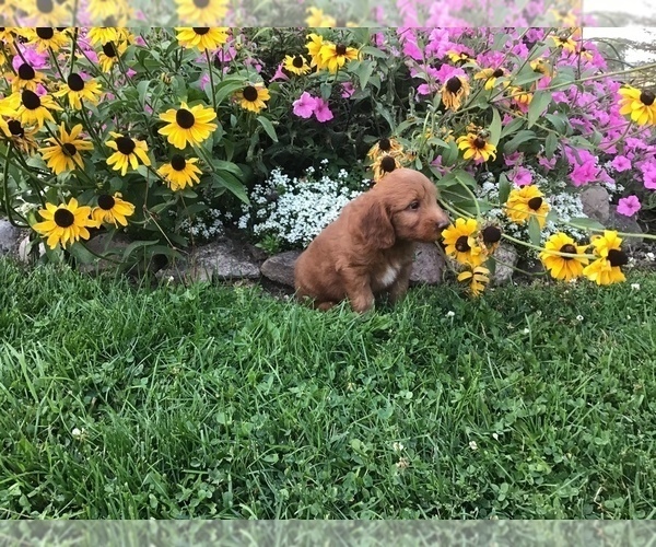 Medium Photo #7 Goldendoodle-Poodle (Miniature) Mix Puppy For Sale in CURTISS, WI, USA