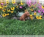 Small Photo #7 Goldendoodle-Poodle (Miniature) Mix Puppy For Sale in CURTISS, WI, USA