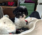 Small #2 Poodle (Miniature)