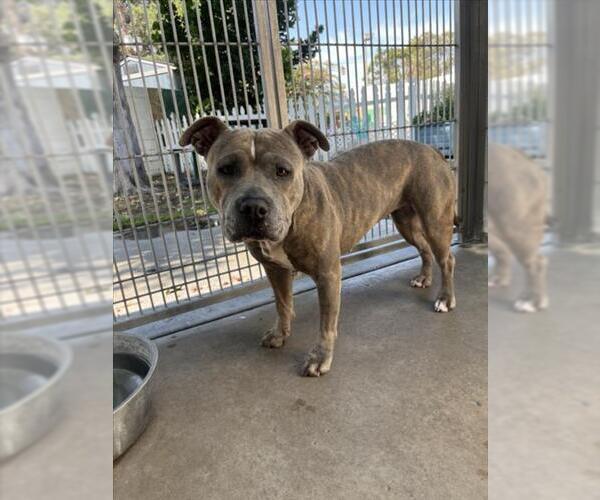 Medium Photo #2 Mutt Puppy For Sale in Burbank, CA, USA
