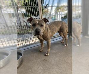 ZUZU - Female Mutt Dog for Adoption - Photo #2