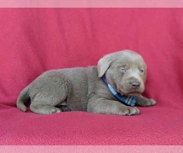 Medium Photo #4 Labrador Retriever Puppy For Sale in KINZERS, PA, USA