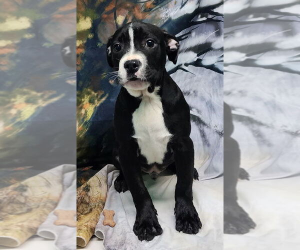 Medium Photo #3 American Pit Bull Terrier-Unknown Mix Puppy For Sale in Wetumpka, AL, USA