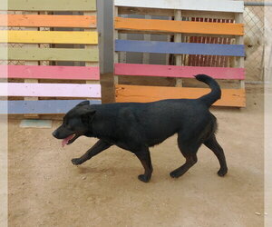 Love - Female Labrador Retriever Dog for Adoption - Photo #3