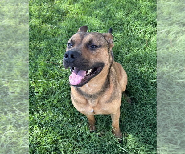 Medium Photo #2 Mutt Puppy For Sale in Evansville, IN, USA