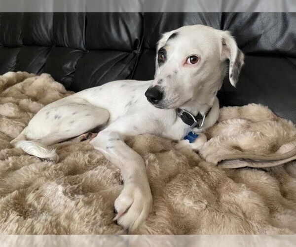Medium Photo #3 Dalmatian-Pointer Mix Puppy For Sale in Princeton, MN, USA