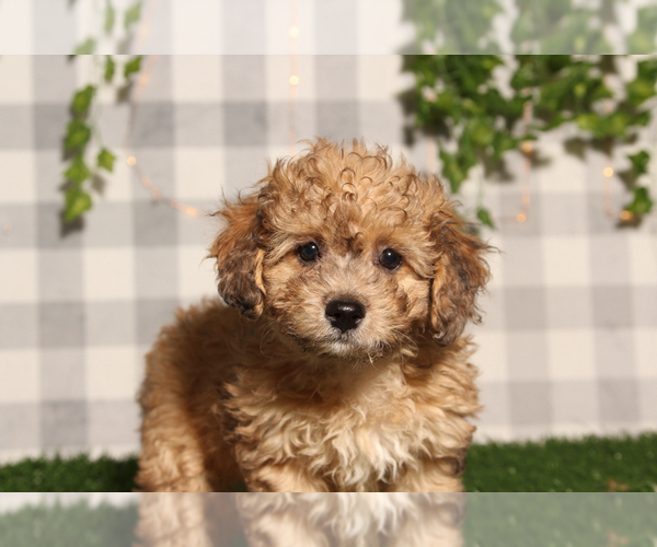 Medium Photo #5 Bichpoo Puppy For Sale in MARIETTA, GA, USA